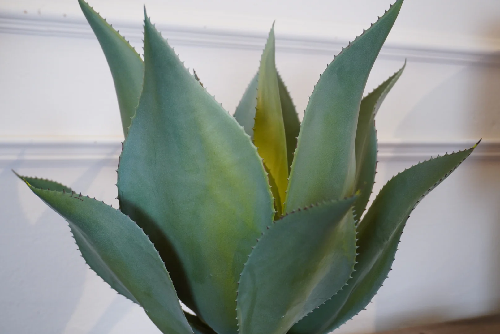 Green Aloe Vera Plant in Clay Pot - Image 3