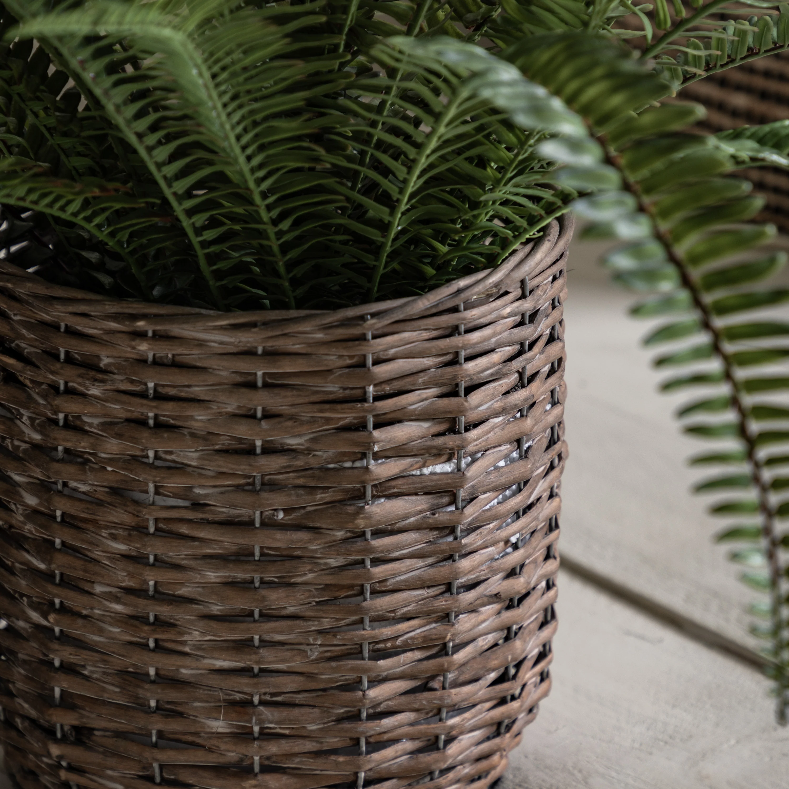 Potted Fern Plant - Image 2