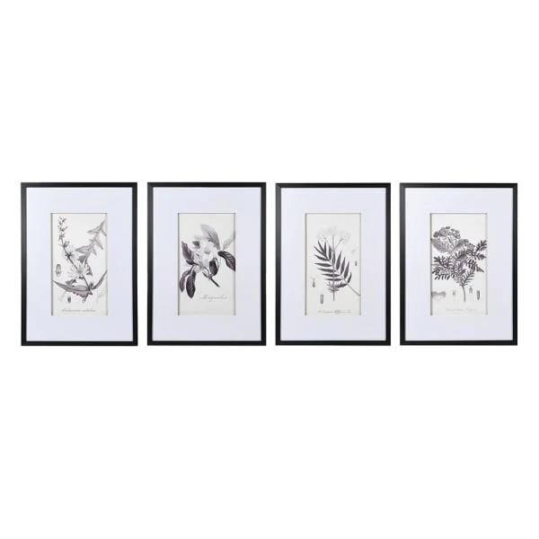 Set of 4 Monochrome Botanical Pictures