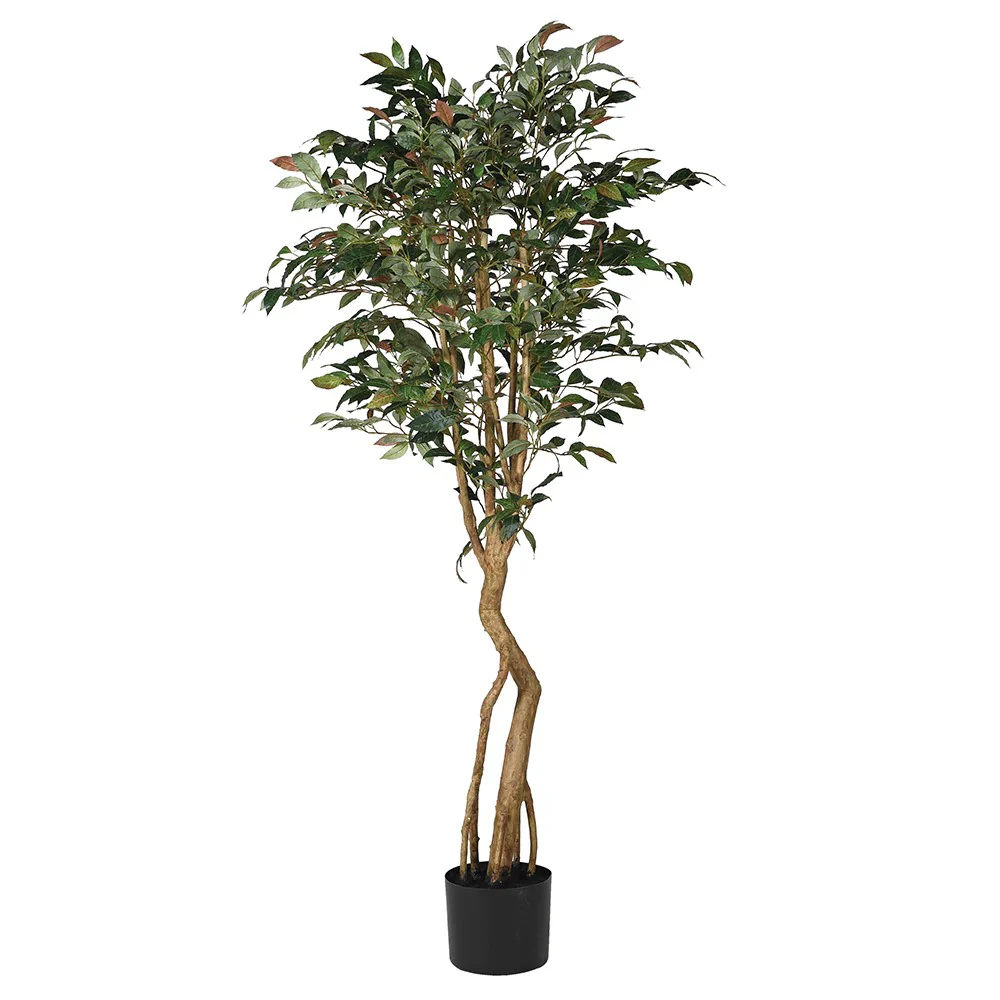 Tall Touch of Blush Mountain Laurel Tree in Black Plastic Pot
